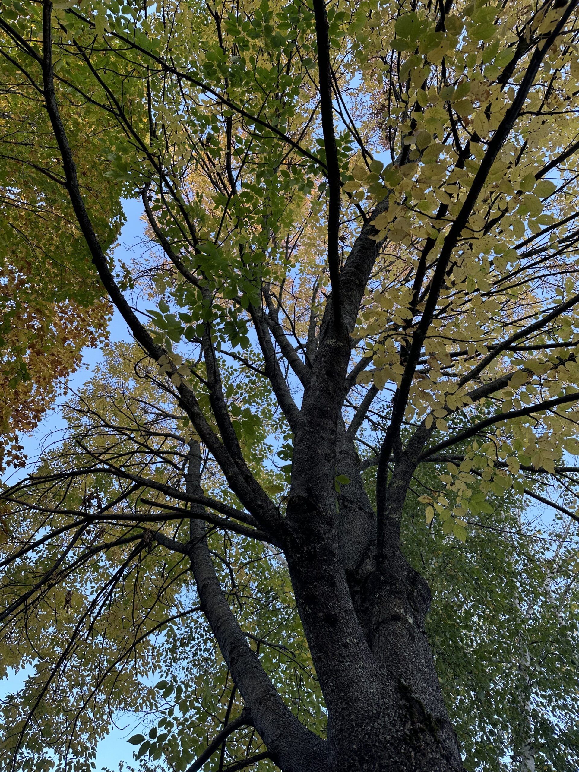 Events with JCC and around town: Sun, Oct 12