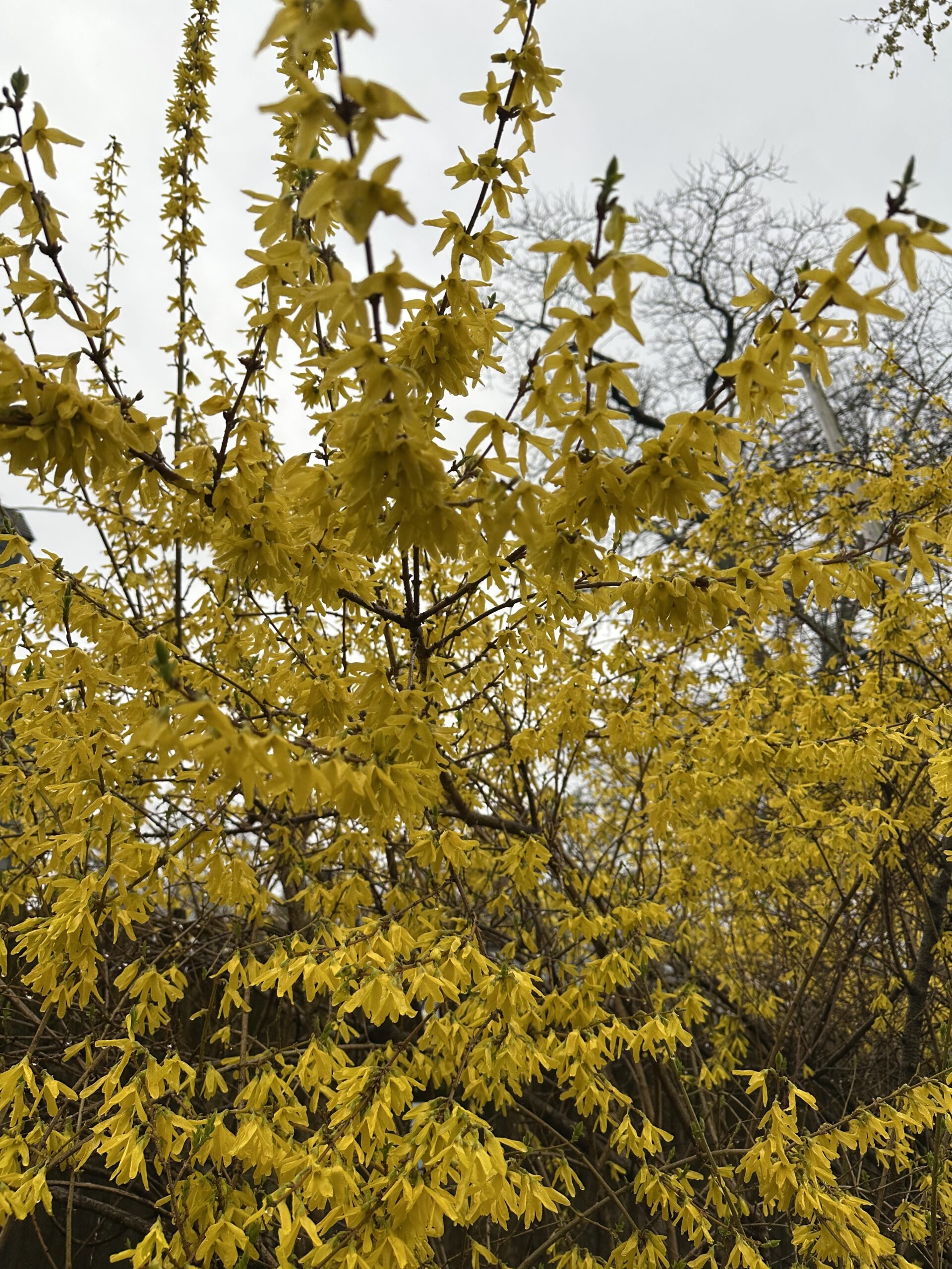Weekend Events with JCC and around town: May 1-3